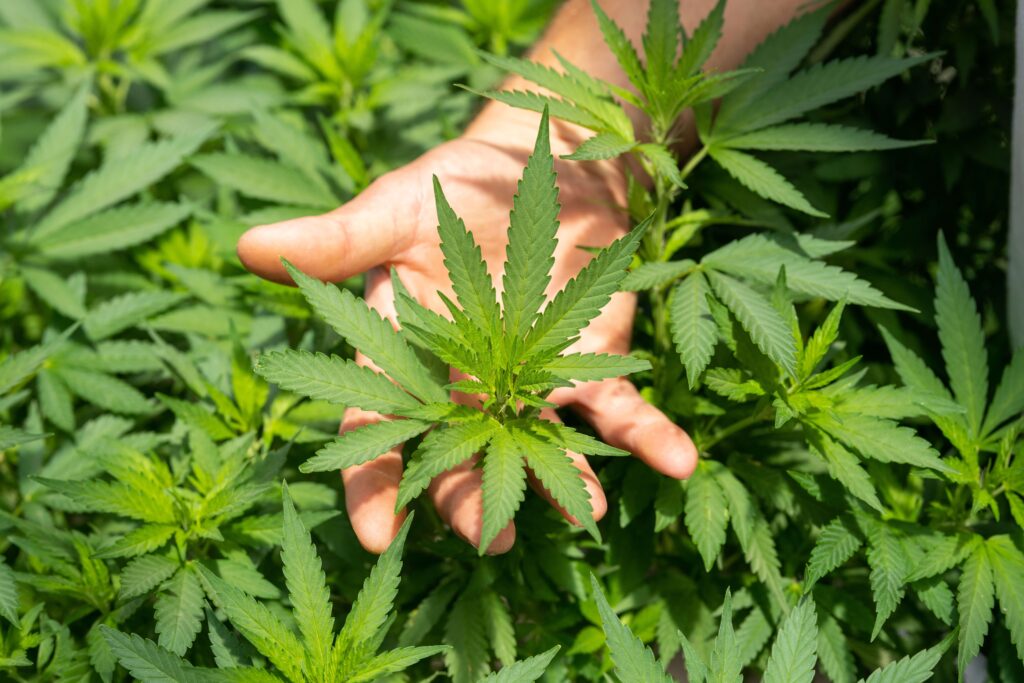 A Beginner's Guide to CBD, cannabis leaves in hand