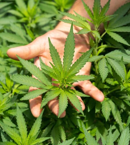 A Beginner’s Guide to CBD